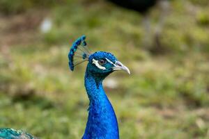 A beautiful peacock at the zoo with its tail fully spread, showcasing vibrant colors and intricate patterns. The setting highlights its elegance in a natural environment photo