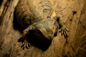 A reptile resting on a dry tree branch, illuminated by soft lamp light in a zoo. The unique ambiance and the reptile calm posture highlight the beauty of the zoo's natural setting photo