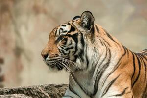 A Sumatran tiger resting peacefully at the zoo, showing its beautiful orange coat and black stripes. The majestic predator enjoys a moment of calm in its natural habitat photo