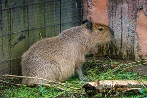 A relaxed capybara lounging at the zoo, displaying its calm nature. This large rodent enjoys a peaceful moment in its natural habitat, providing a charming scene of leisure photo