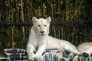 A white lion lounging on a rock in a zoo, enjoying a peaceful moment. Its majestic mane and calm demeanor add to the beauty of the zoo's natural environment photo