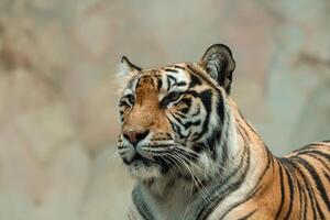 A Sumatran tiger resting peacefully at the zoo, showing its beautiful orange coat and black stripes. The majestic predator enjoys a moment of calm in its natural habitat photo