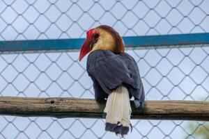 A Rufous Hornbill perched on a tree branch in a zoo, displaying its large beak and striking plumage. The bird is surrounded by the natural beauty of its zoo habitat photo