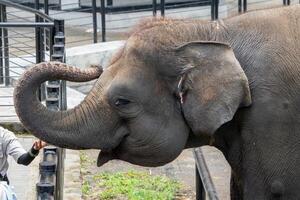 An elephant enjoying a meal at the zoo, using its trunk to pick up food. The majestic animal displays its strength and gentle nature in a natural, zoo environment photo