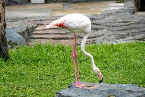 A flamingo standing gracefully by the pond at the zoo, showcasing its elegant pink feathers and unique posture. The bird adds a touch of beauty to the natural setting photo