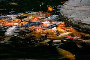 A group of colorful koi fish gathered in a pond, eagerly being fed. Their vibrant colors create a beautiful and serene scene as they swim together in the calm water photo