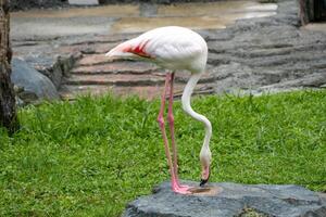 A flamingo standing gracefully by the pond at the zoo, showcasing its elegant pink feathers and unique posture. The bird adds a touch of beauty to the natural setting photo