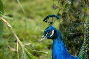 A beautiful peacock at the zoo with its tail fully spread, showcasing vibrant colors and intricate patterns. The setting highlights its elegance in a natural environment photo