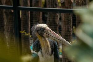 A close up shot of a stork taken at a zoo, showcasing its elegant features and white feathers. The background subtly highlights the natural habitat of the bird photo
