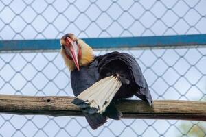 A Rufous Hornbill perched on a tree branch in a zoo, displaying its large beak and striking plumage. The bird is surrounded by the natural beauty of its zoo habitat photo