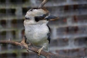A kookaburra sitting on a branch inside a cage at the zoo, showcasing its distinctive features and vibrant plumage. The bird's calm demeanor adds charm to its captive environment photo