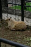 A relaxed capybara lounging at the zoo, displaying its calm nature. This large rodent enjoys a peaceful moment in its natural habitat, providing a charming scene of leisure photo