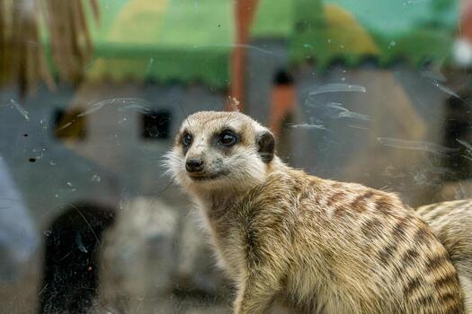 A Southern African meerkat standing on a rock at the zoo, observing its surroundings. The curious and alert behavior of this small mammal is captured in a natural, zoo environment photo