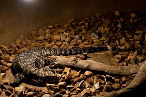 A reptile resting on a dry tree branch, illuminated by soft lamp light in a zoo. The unique ambiance and the reptile calm posture highlight the beauty of the zoo's natural setting photo