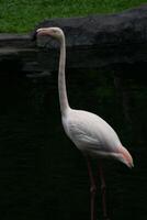 A flamingo standing gracefully by the pond at the zoo, showcasing its elegant pink feathers and unique posture. The bird adds a touch of beauty to the natural setting photo