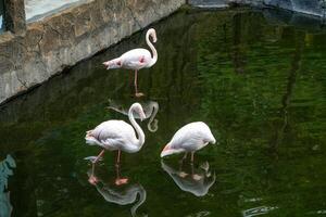 A flamingo standing gracefully by the pond at the zoo, showcasing its elegant pink feathers and unique posture. The bird adds a touch of beauty to the natural setting photo