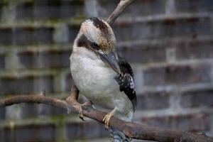 A kookaburra sitting on a branch inside a cage at the zoo, showcasing its distinctive features and vibrant plumage. The bird's calm demeanor adds charm to its captive environment photo