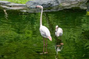 A flamingo standing gracefully by the pond at the zoo, showcasing its elegant pink feathers and unique posture. The bird adds a touch of beauty to the natural setting photo