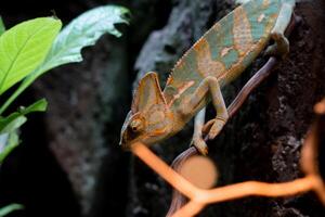 A reptile resting on a dry tree branch, illuminated by soft lamp light in a zoo. The unique ambiance and the reptile calm posture highlight the beauty of the zoo's natural setting photo