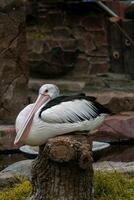 A pelican swimming and playing in the water at the zoo, showcasing its large beak and graceful movements. The lively scene captures the bird playful nature in a natural habitat photo