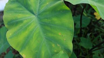Beautiful Asian Taro or Colocasia esculenta leave photo