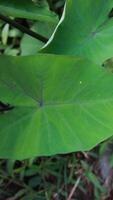 Beautiful Asian Taro or Colocasia esculenta leave photo