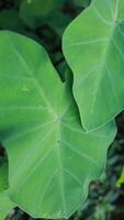 Beautiful Asian Taro or Colocasia esculenta leave photo