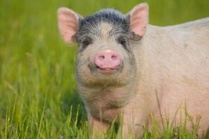 Young pig on a spring green grass photo