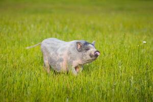 Young pig on a spring green grass photo