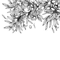Olive tree branch with leaves and berries fruit card, square banner. Black and white hand drawn line art illustration. Clipart for food, menu, product label design. Isolated from background vector