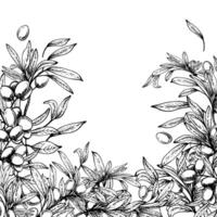 Olive tree branch with leaves and berries fruit square template. Black and white hand drawn line art illustration. Clipart for food menu, card, product label, banner. Isolated from background vector
