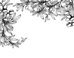 Olive tree branch with leaves and berries fruit. Rectangular banner. Black and white hand drawn line art illustration. Clipart for food card, menu, product label desig. Isolated from background vector