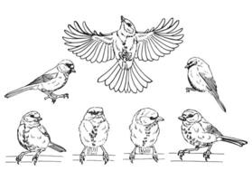 Set of titmouse. Flying bird. Hand drawn illustration. vector