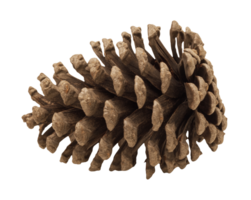 Pinecone on transparent background. png