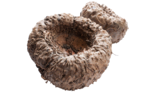 A mushroom that has been cut open png