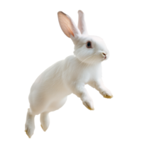Jumping White Rabbit in a Lively Pose on Transparent Background png