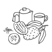 Hand drawn soursop tea composition. Simple sketch style exotic fruit design vector