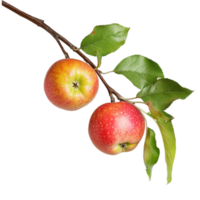 Two apples on a branch with leaves png