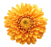 Yellow chrysanthemum flower isolated on transparent background png