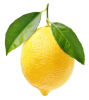 Twig with lemon and two leaves isolated on transparent background png