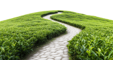 Path in tea plantation isolated on transparent background png
