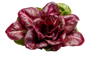 A red lettuce on a transparent background png