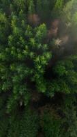 Top-down view shows a green pine forest through the clouds. Canadian nature video