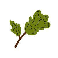 Spruce branch. Green sprig in flat style on white background. vector