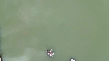 Aerial view of Fisherman catching fish with net on the lake video
