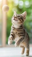 Playful kitten leaps towards a ball in a sunlit indoor setting photo
