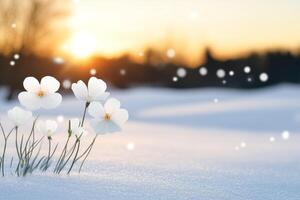 White flowers bloom on snowy ground as sunlight breaks through at dawn photo