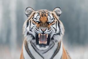 Majestic tiger displaying powerful roar in snowy landscape during winter season photo