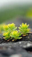 Succulent plants growing on black volcanic soil in a serene natural setting photo