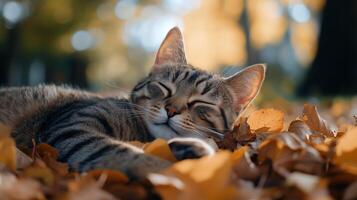 A peaceful cat napping among colorful autumn leaves in a serene outdoor setting photo